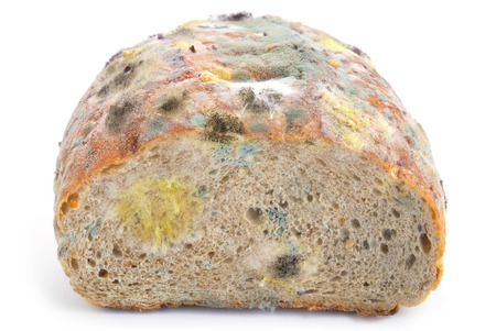 Mold on breadの写真素材