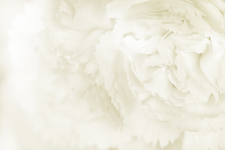sweet color carnation in soft and blur style for backgroundの写真素材