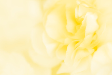 vivid color carnation in blur and soft style for backgroundの写真素材