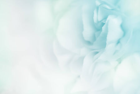 blue color carnation in blur and soft style for backgroundの写真素材