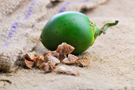 Betel nut fresh betel palm, Areca palm (Areca catechu Linn.)の写真素材