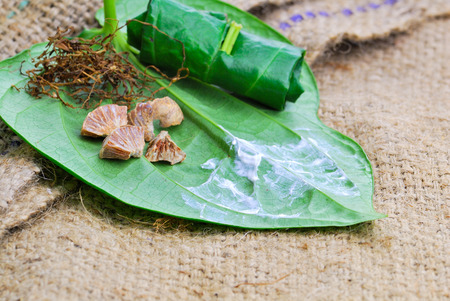 Betel leaf edible eating culture of Asiaの写真素材