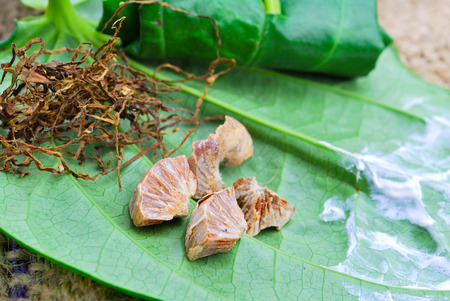 Betel leaf edible eating culture of Asiaの写真素材
