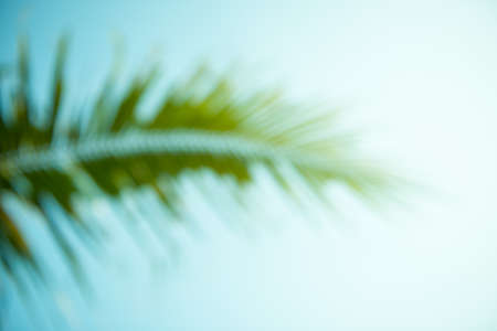 Blurred green leaf with blue skyの写真素材