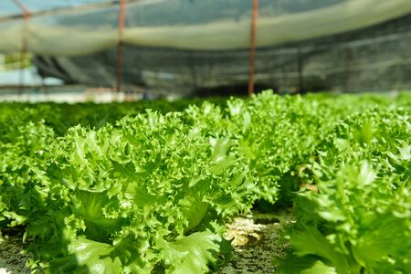 Red oak, green oak, frillice iceberg , cultivation hydroponic green vegetable in farm plant marketの写真素材
