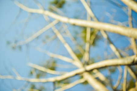 tree branches blurred backgroundの写真素材