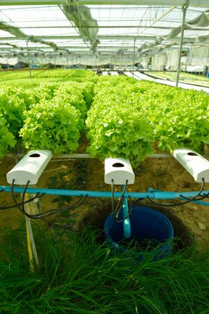 Red oak, green oak, frillice iceberg , cultivation hydroponic green vegetable in farm plant market