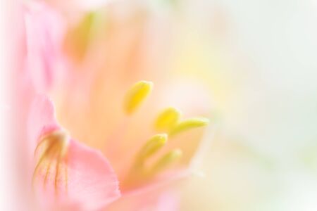 Sweet pastel color petal lily in soft sweet color and blur style for backgroundの写真素材