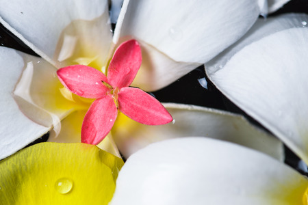 beautiful flowers in the water spaの写真素材
