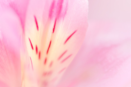 Sweet pastel color petal lily in soft sweet color and blur style for backgroundの写真素材