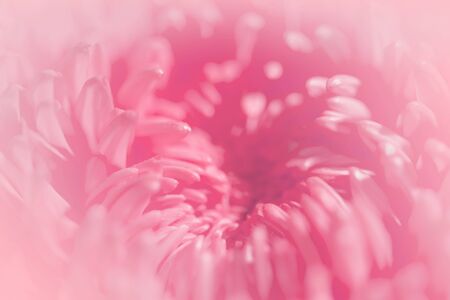 Sweet pastel color Chrysanthemums petals  in soft color and blur style for backgroundの写真素材