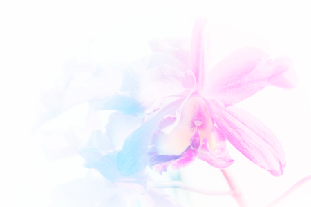 vivid color orchid in blur and soft style for backgroundの写真素材