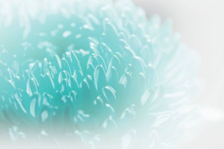 Sweet pastel color Chrysanthemums petals in soft color and blur style for backgroundの写真素材