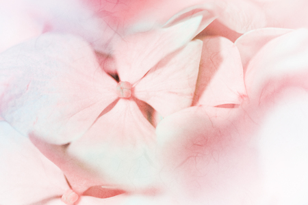 Vivid color pastel color hydrangeas flower in soft and blur style on mulberry paper textureの写真素材