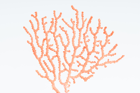 sea fan little pieces on wood tableの写真素材
