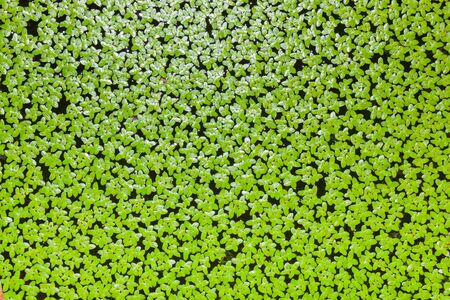 Duckweed covered on the water surfaceの写真素材
