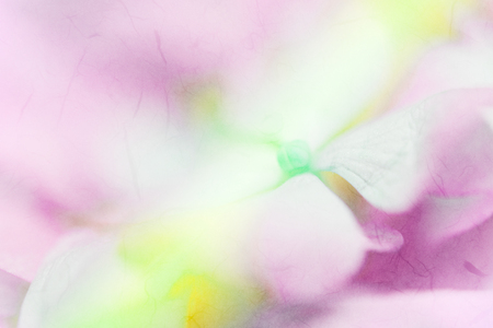 Vivid color pastel color hydrangeas flower in soft and blur style on mulberry paper textureの写真素材