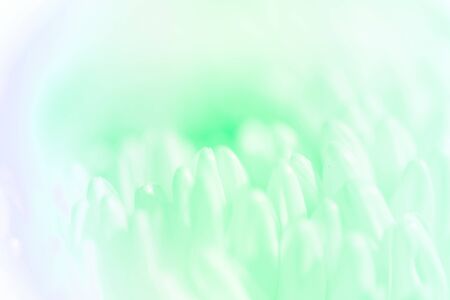 Sweet pastel color Chrysanthemums petals  in soft color and blur style for background