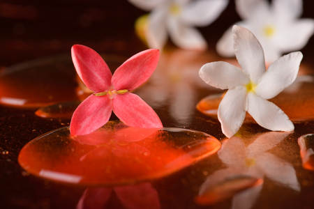 Red flowers and droplets on the surface of copperの写真素材