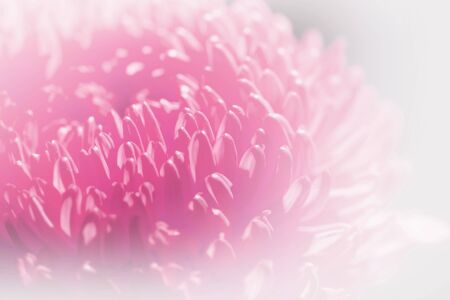 Sweet pastel color Chrysanthemums petals  in soft color and blur style for backgroundの写真素材