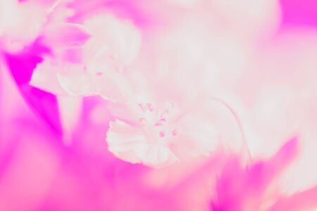 Sweet pastel color petal white flower in soft color and blur style for backgroundの写真素材