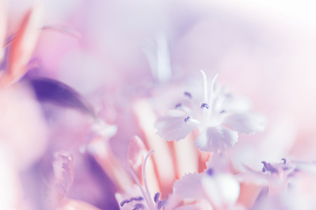 Sweet pastel color petal white flower in soft color and blur style for backgroundの写真素材