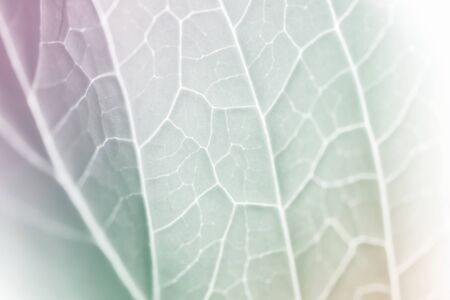 vivid pastel color leaf soft and blur texture for backgroundの写真素材