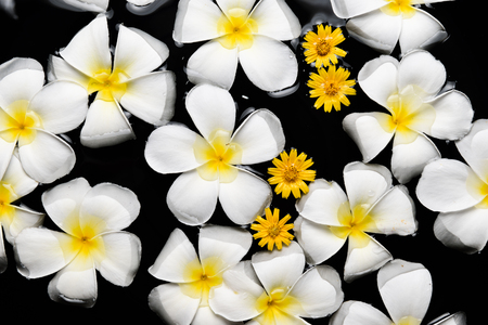 beautiful flowers in the waterの写真素材