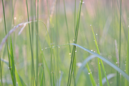 Soft defocused Fresh green grass and grass flower with water drops in fresh morning sun riseの写真素材