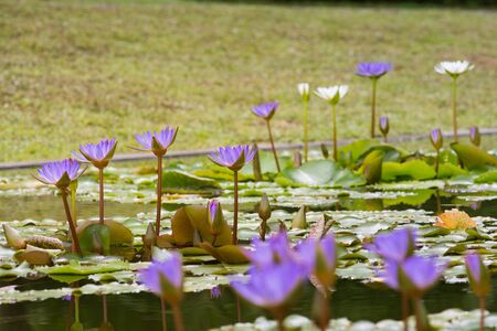 Violet lotus blooming in the pond.の写真素材
