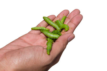 Green Caterpillar on hand isolated on white backgroundの写真素材