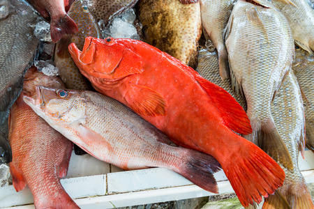 Fresh fishes in a market local market
