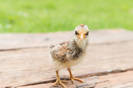 Babies chick, Little chicken,Rearing small chicks. Poultry farming. Agriculture.の写真素材