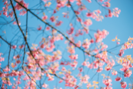 Abstract blurred wild Himalayan Cherry with blue sky and cloud background. Thai sakura blooming during winter in Thailandの写真素材