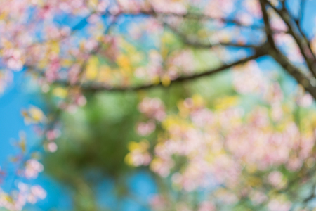 Abstract blurred wild Himalayan Cherry with blue sky and cloud background. Thai sakura blooming during winter in Thailandの写真素材