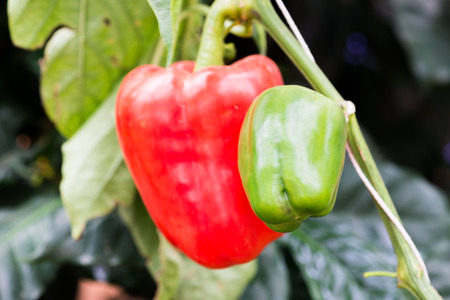 Bell peppers hanging on tree in farmの写真素材