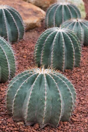Close up of golden barrel cactus on rock and sand