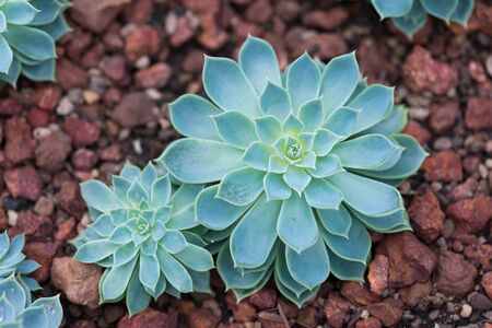 Cactus succulents in a planter and gardenの写真素材