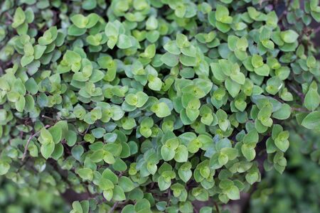 Green Leafs in garden for background.