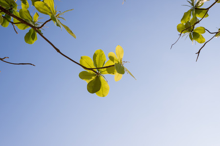 Green  sea almond leaves with tree branch on blue sky