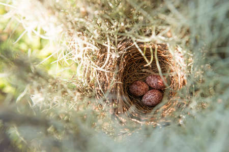 Red eggs in nest at morning lightの写真素材