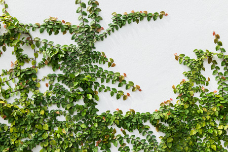 Coatbuttons Mexican daisy Ficus pumila plant on white cement wall