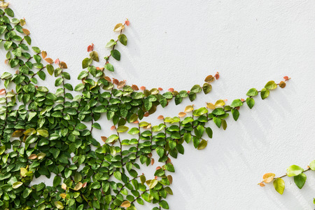 Coatbuttons Mexican daisy Ficus pumila plant on white cement wallの写真素材