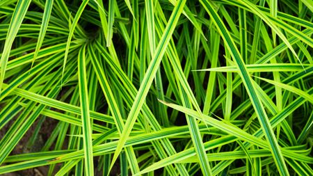 Long green leaf background abstract backgroundの写真素材