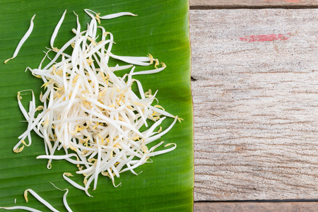 Bean sprouts on wooden backgroundの写真素材