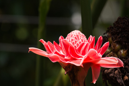 Etlingera elatior (Jack) R.M. Smith) is a single-leaved eucalyptus plant with beautiful flowers. Popular as a cut flower.の写真素材