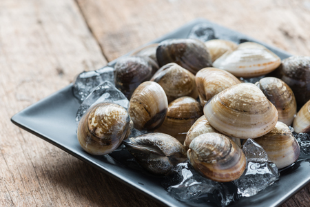 Fresh enamel venus shell (Meretrix lyrata) Meretrix is a genus of edible saltwater clams, marine bivalve molluscs in the family Veneridae, the Venus clams.の写真素材