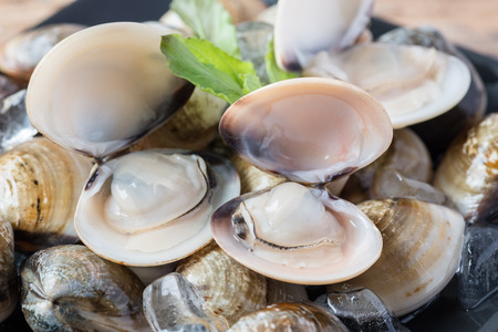 Fresh enamel venus shell (Meretrix lyrata) Meretrix is a genus of edible saltwater clams, marine bivalve molluscs in the family Veneridae, the Venus clams.の写真素材