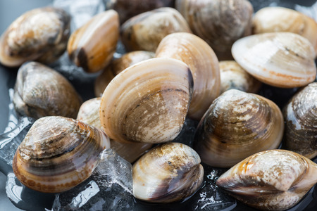Fresh enamel venus shell (Meretrix lyrata) Meretrix is a genus of edible saltwater clams, marine bivalve molluscs in the family Veneridae, the Venus clams.の写真素材