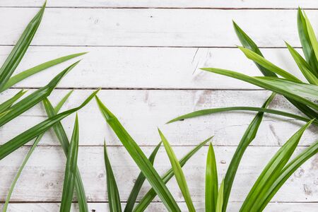Fresh Fragrant Pandan leaves on white wood backgroundの写真素材